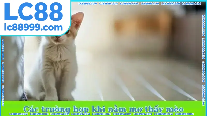 Các trường hợp khi nằm mơ thấy mèo