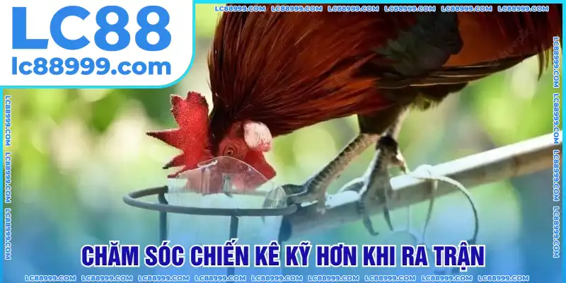 Chăm sóc trước khi chiến kê ra trận