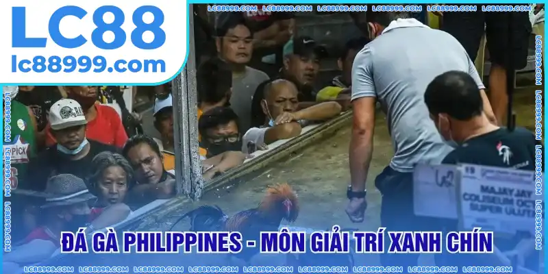 Đá gà Philippines – Môn giải trí xanh chính, kịch tính Đá gà Philippines – Môn giải trí xanh chính, kịch tính