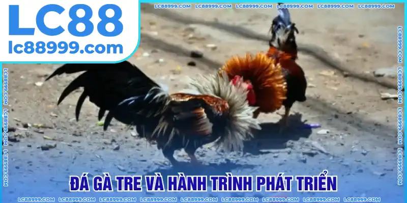 Đá gà tre và hành trình phát triển Đá gà tre và hành trình phát triển
