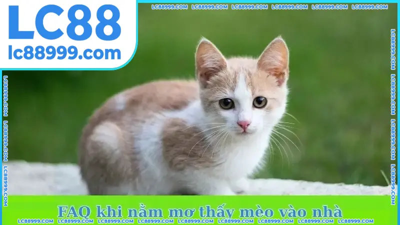 FAQ khi nằm mơ thấy mèo vào nhà