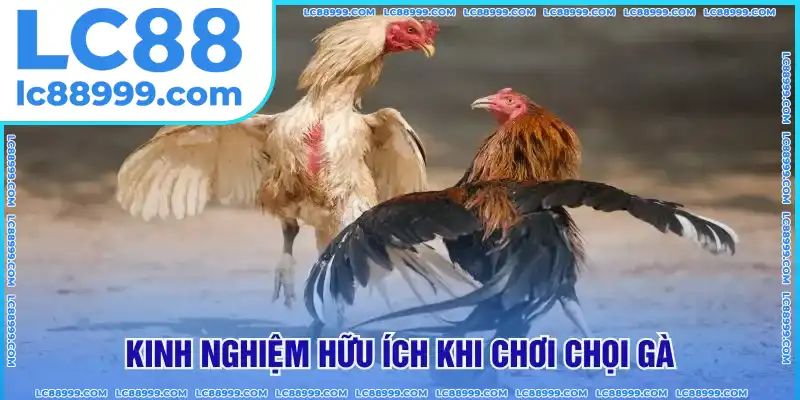 Kinh nghiệm hữu ích khi chơi chọi gà