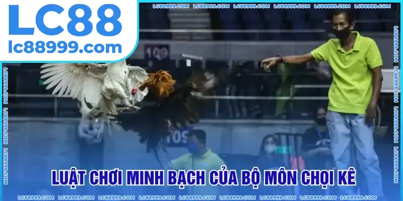 Luật chơi minh bạch của bộ môn chọi kê Luật chơi minh bạch của bộ môn chọi kê