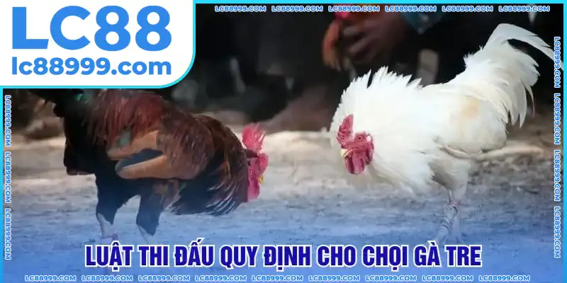 Luật thi đấu quy định cho chọi gà tre Luật thi đấu quy định cho chọi gà tre