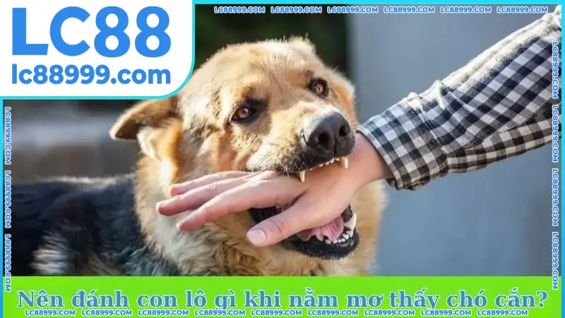 Nên đánh con lô gì khi nằm mơ thấy chó cắn?