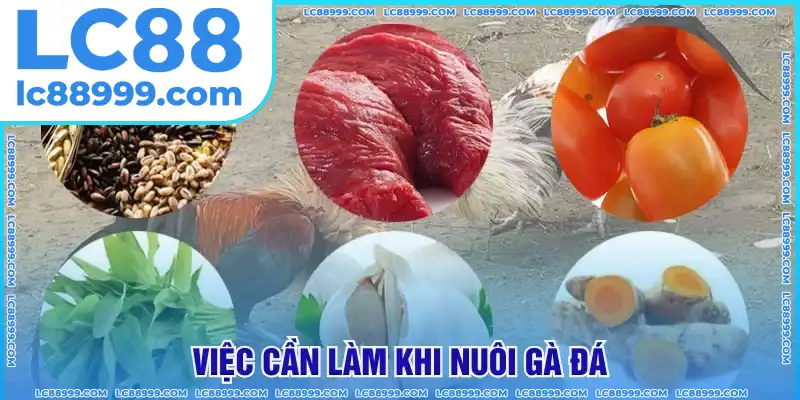 Những việc cần làm khi nuôi gà