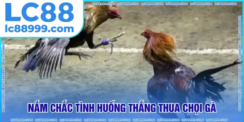 Tình huống thắng thua chọi gà